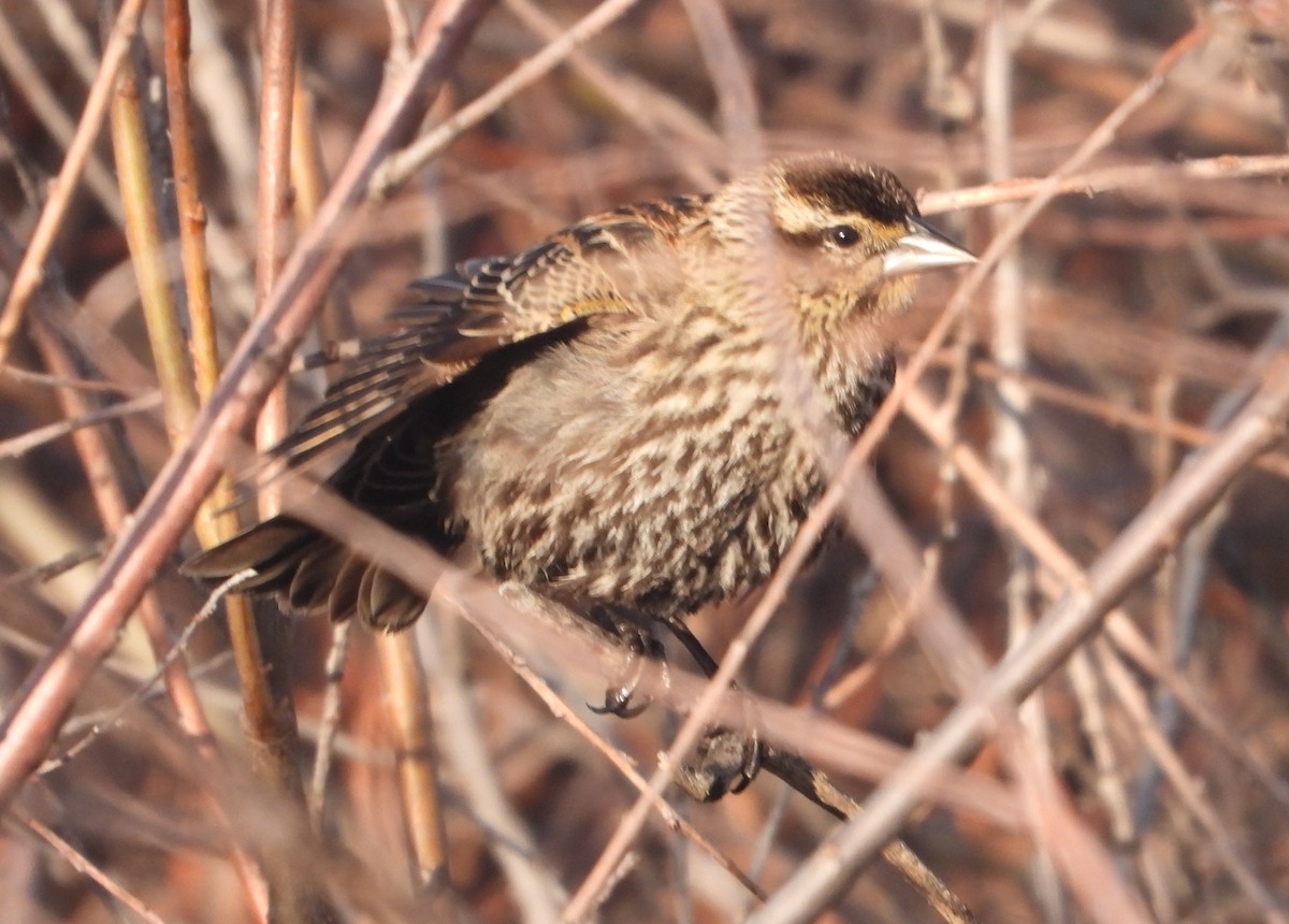 Red-winged Blackbird - ML618186156