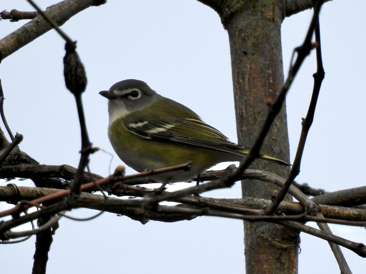 Blue-headed Vireo - Linda Standfield