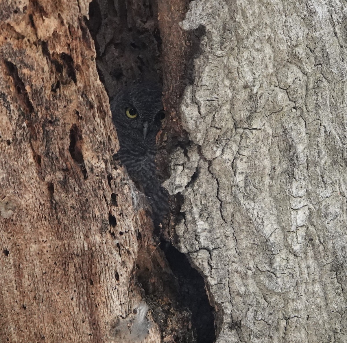 Western Screech-Owl - Sylvia Afable