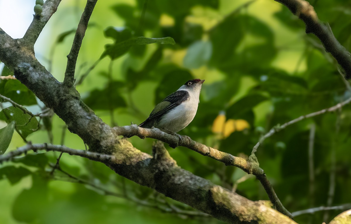 Pin-tailed Manakin - Lailson Marques