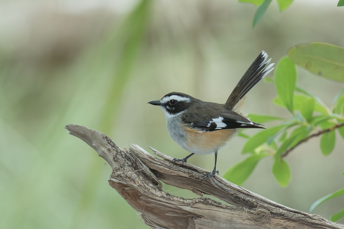 Buff-sided Robin - Philip Griffin