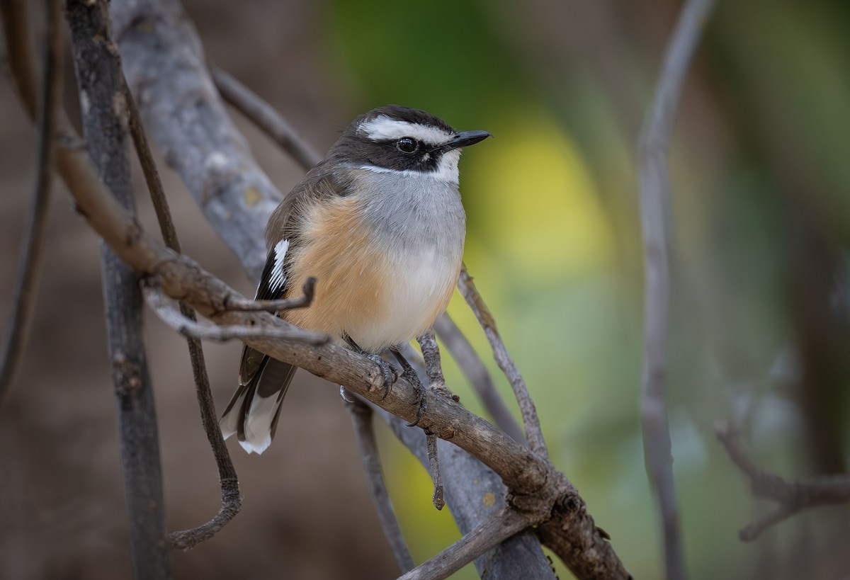 Buff-sided Robin - ML618186186