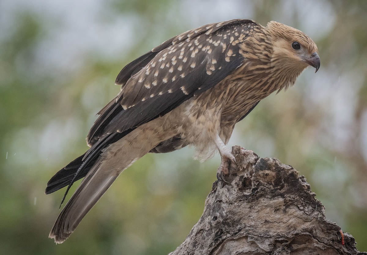 Whistling Kite - Philip Griffin