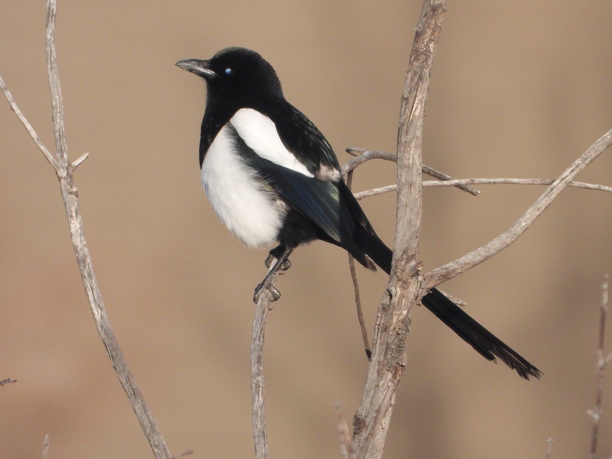 Black-billed Magpie - ML618186199