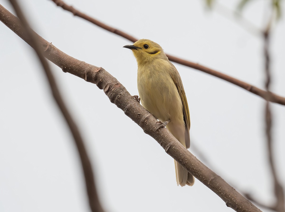 Yellow-tinted Honeyeater - Philip Griffin