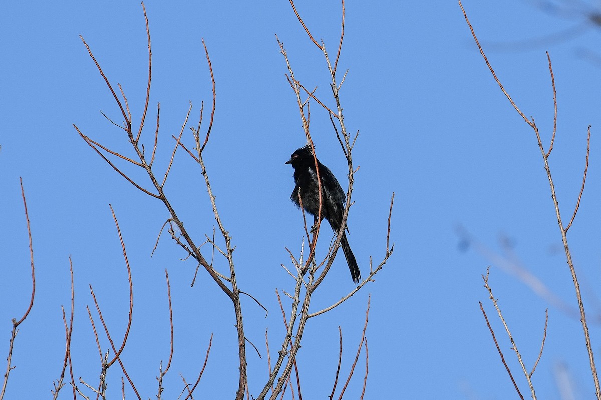 Capulinero Negro - ML618186221