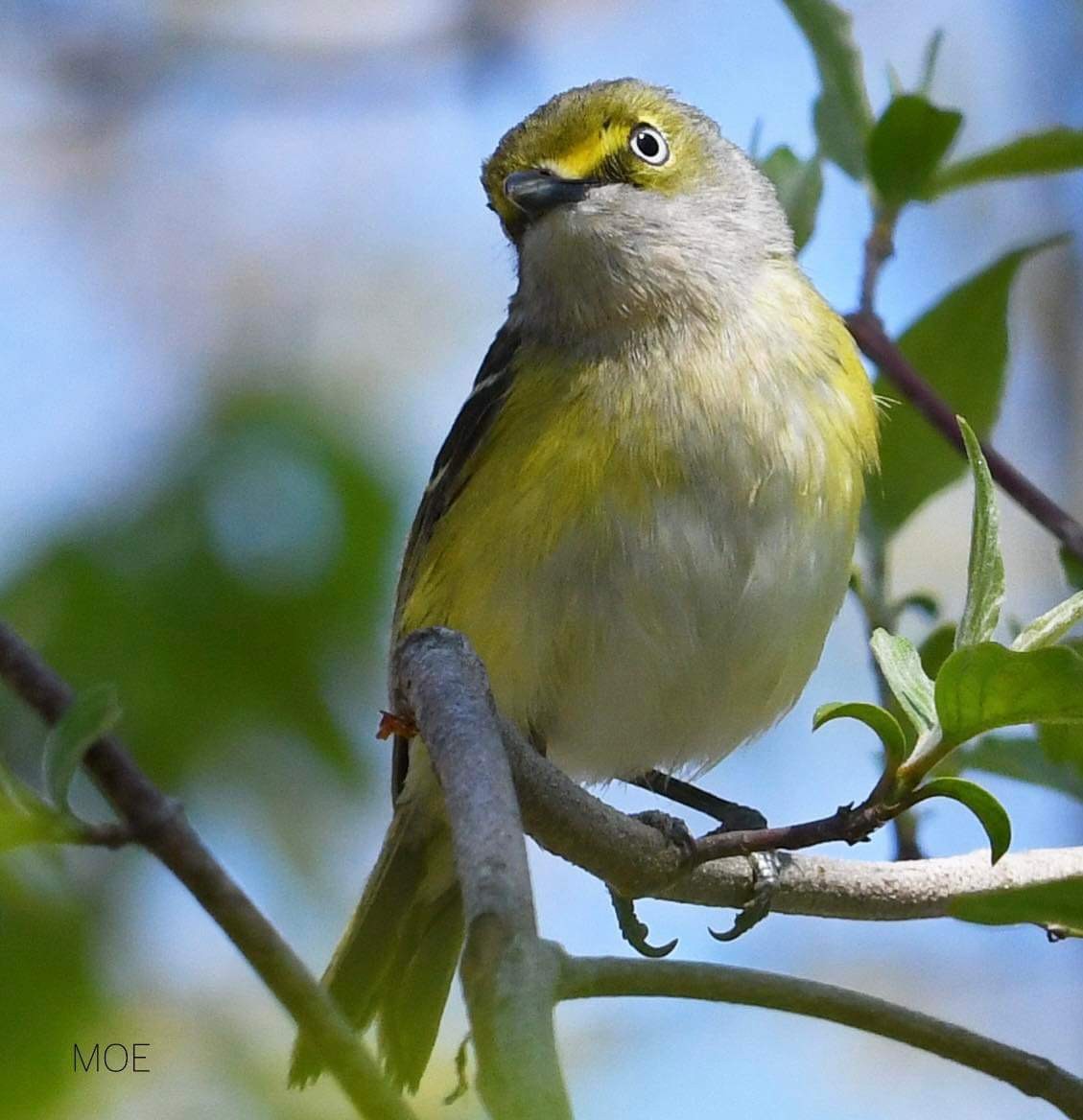 White-eyed Vireo - Kevin Rybczynski