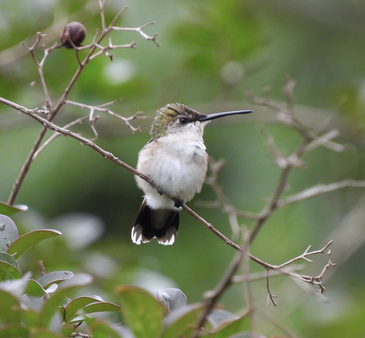 Ruby-throated Hummingbird - Sarah Williams