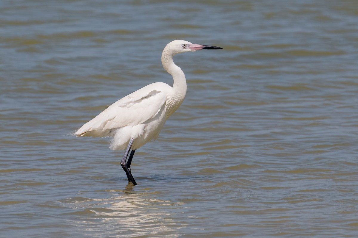 Reddish Egret - James Hoagland