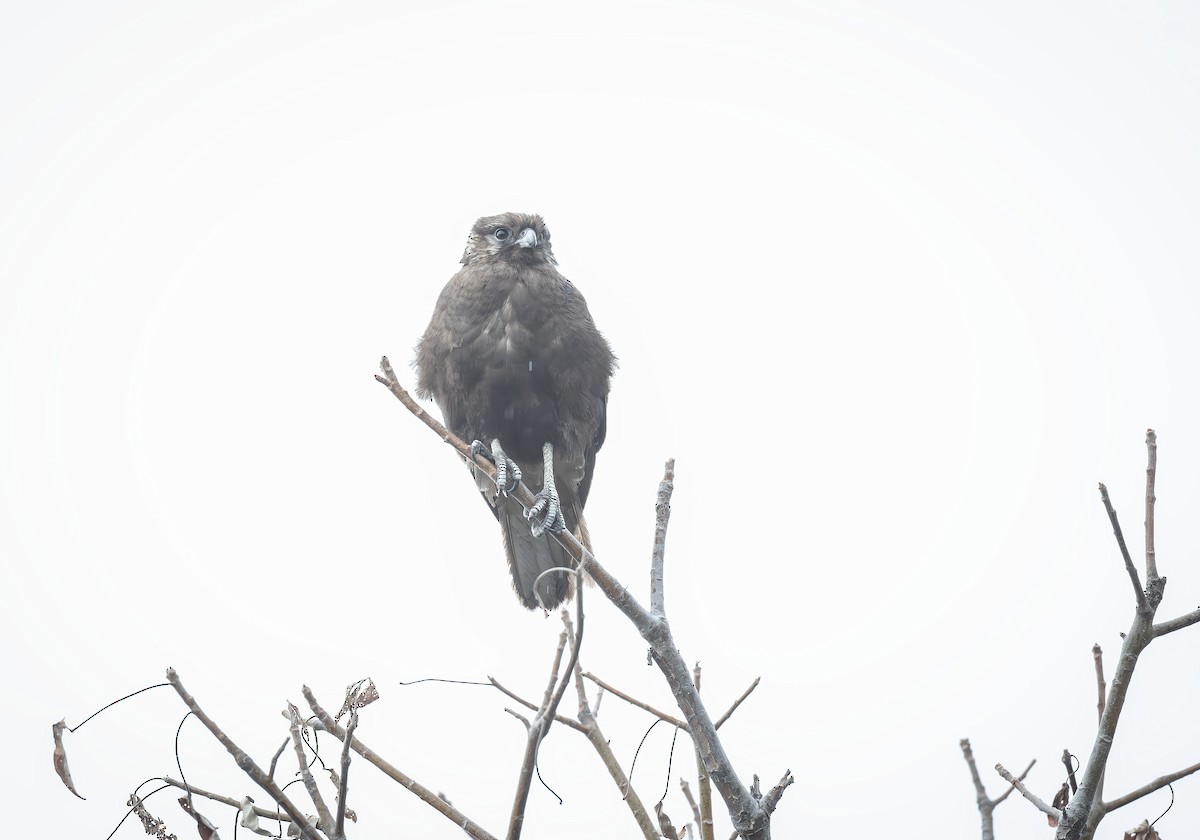 Brown Falcon - ML618186250