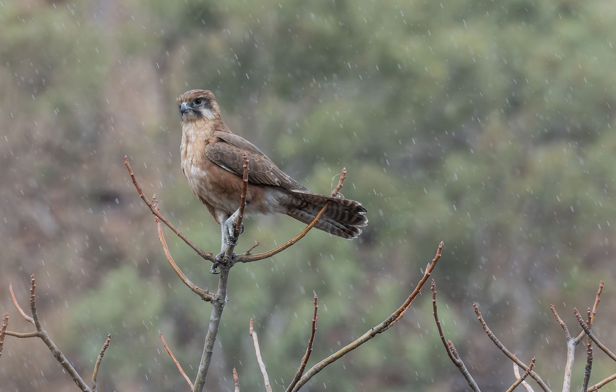 Brown Falcon - ML618186251