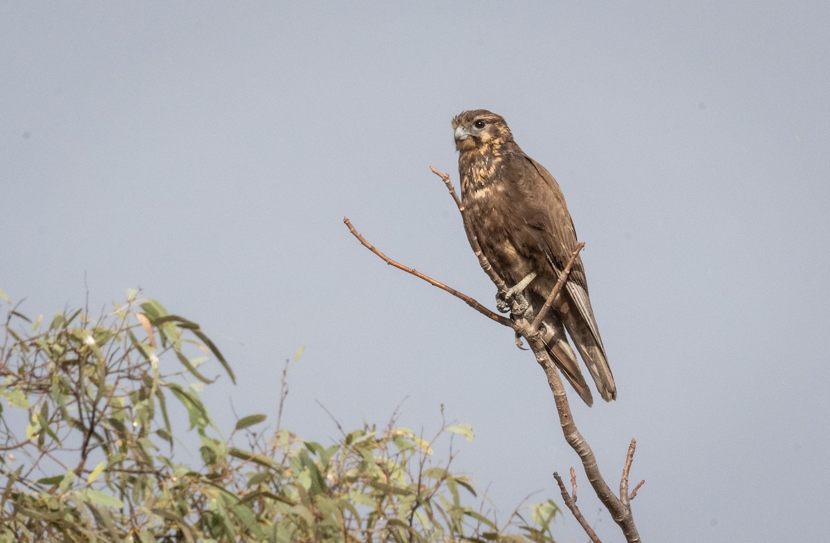 Brown Falcon - Philip Griffin