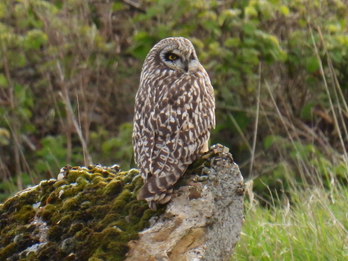 Short-eared Owl - ML618186255