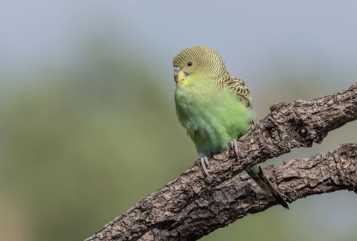 Budgerigar - ML618186257