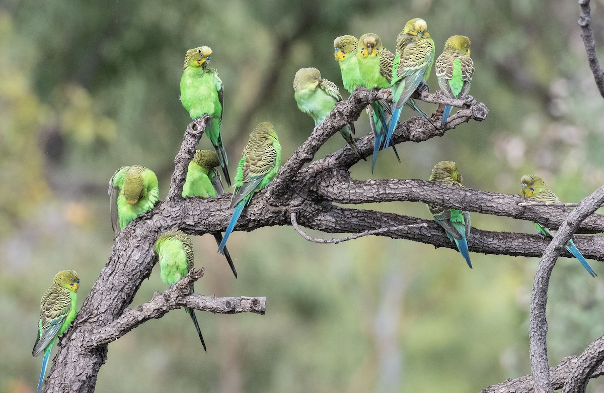 Budgerigar - Philip Griffin