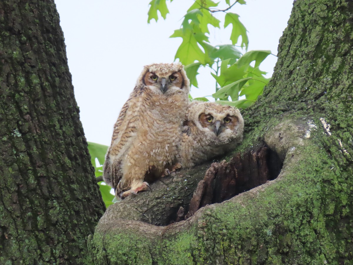 Great Horned Owl - Andy Reago &  Chrissy McClarren