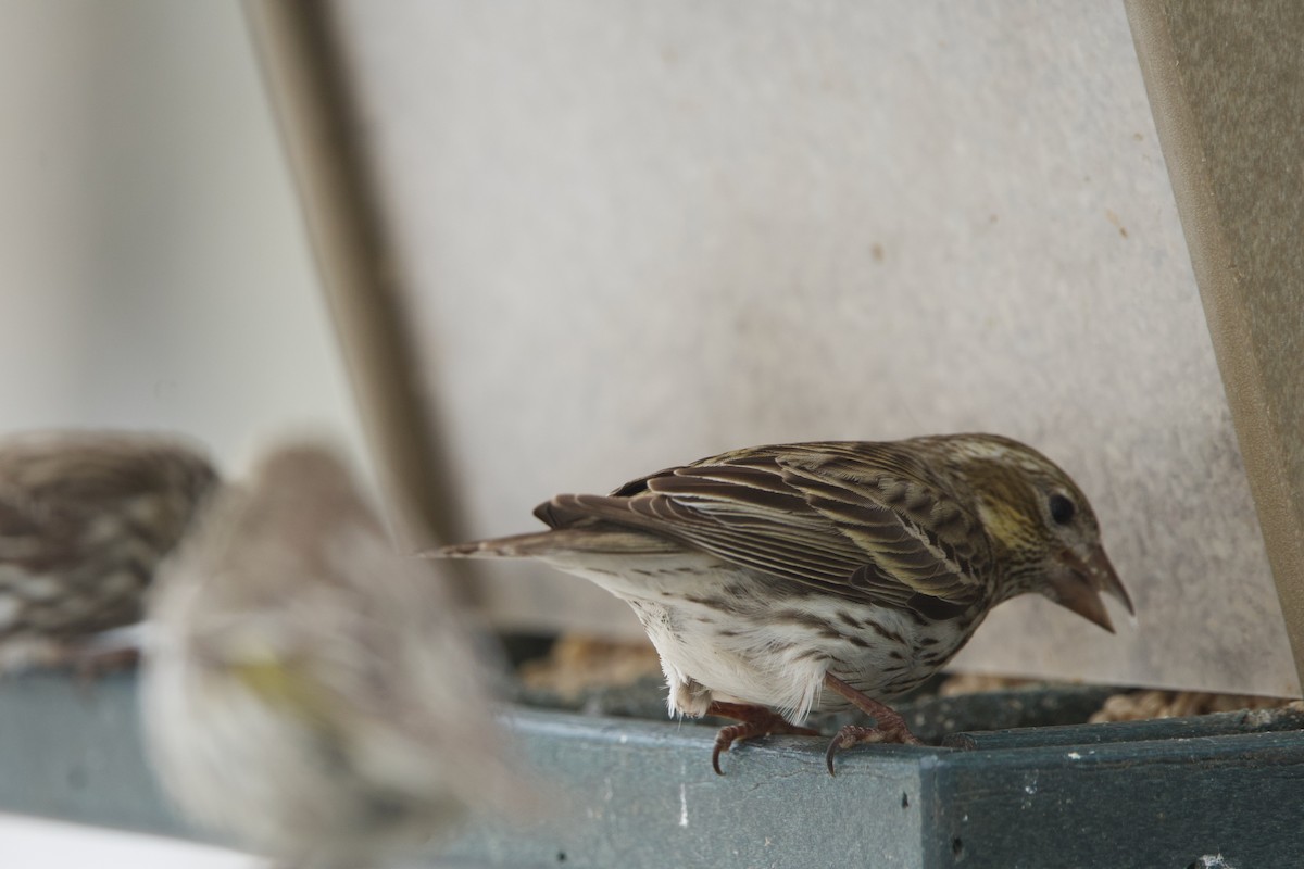 Cassin's Finch - Deanna McLaughlin