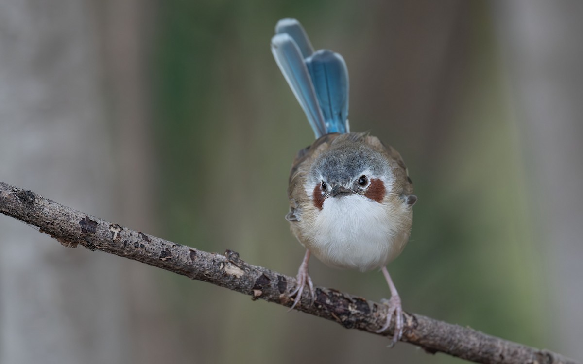 Purple-crowned Fairywren - Philip Griffin