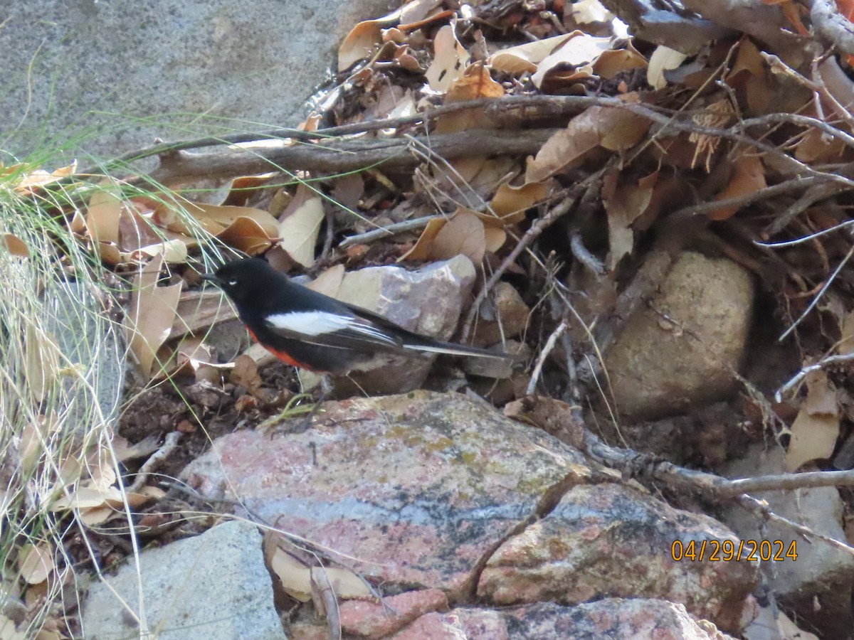 Painted Redstart - Deborah Lauper