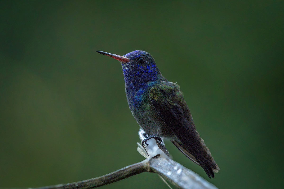 White-chinned Sapphire - Lailson Marques