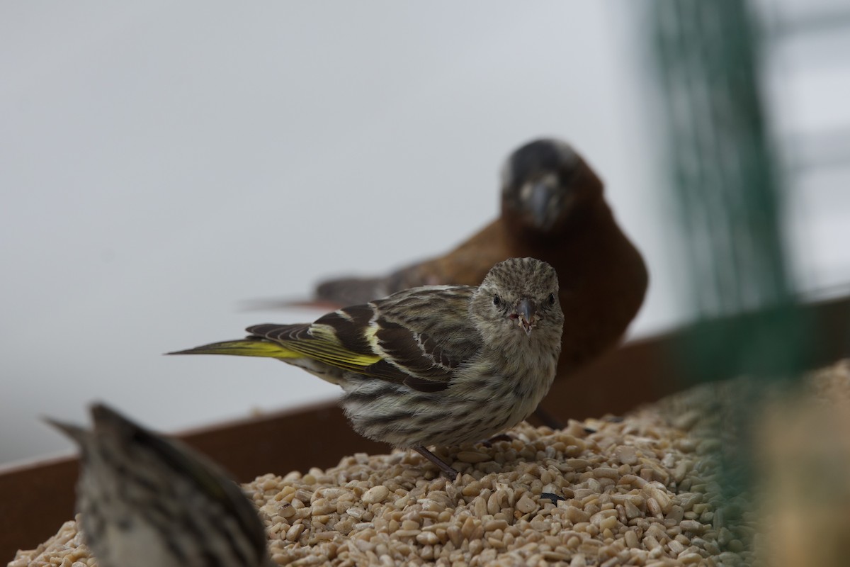 Pine Siskin - ML618186340