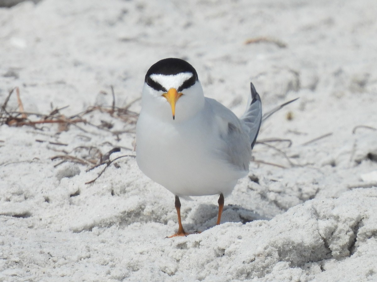 Least Tern - Cindy Leffelman