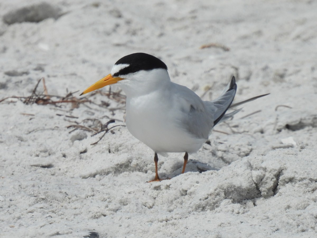 Least Tern - Cindy Leffelman