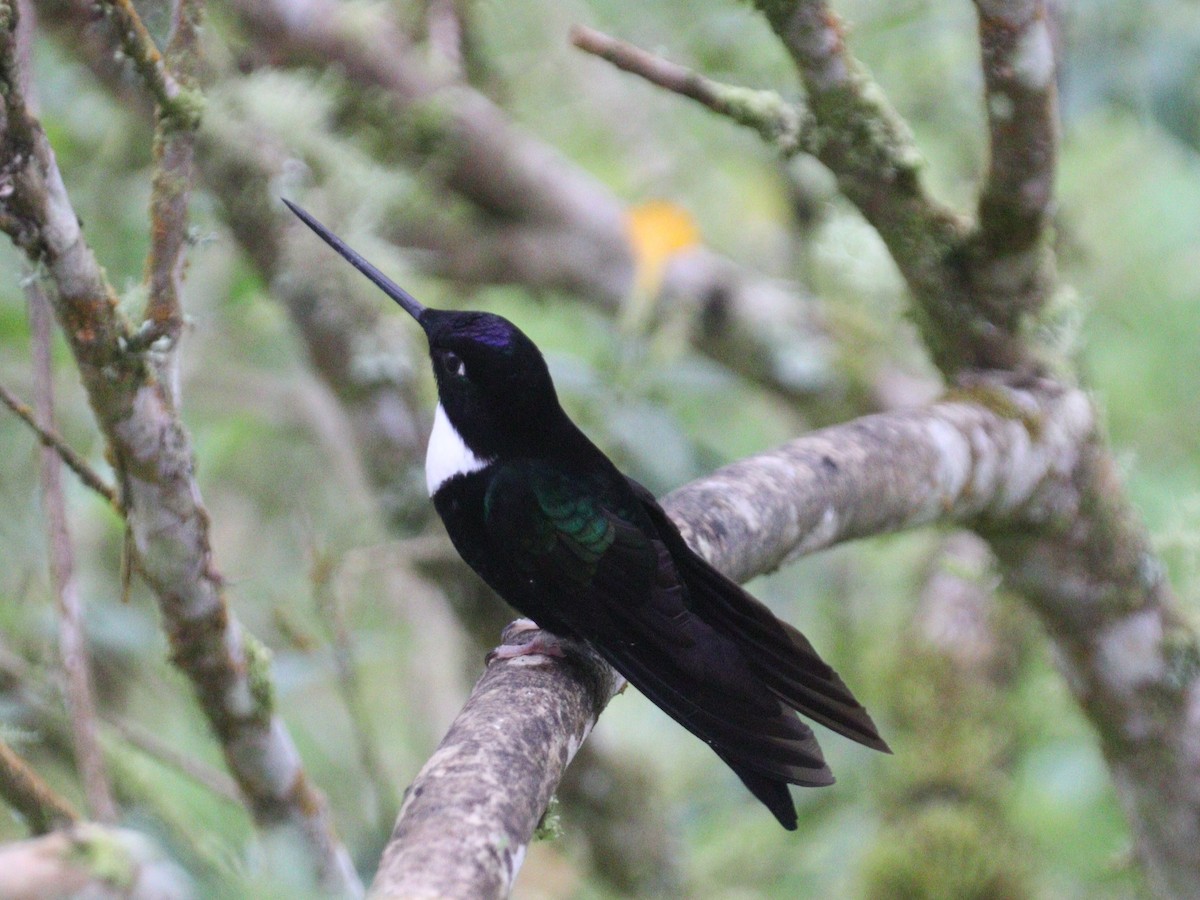 Collared Inca - Julio P