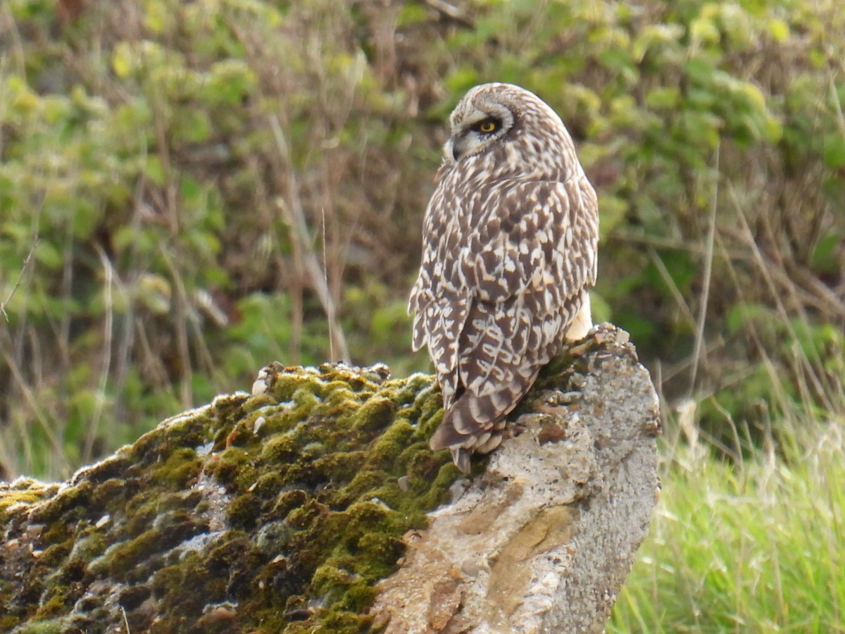 Short-eared Owl - ML618186358