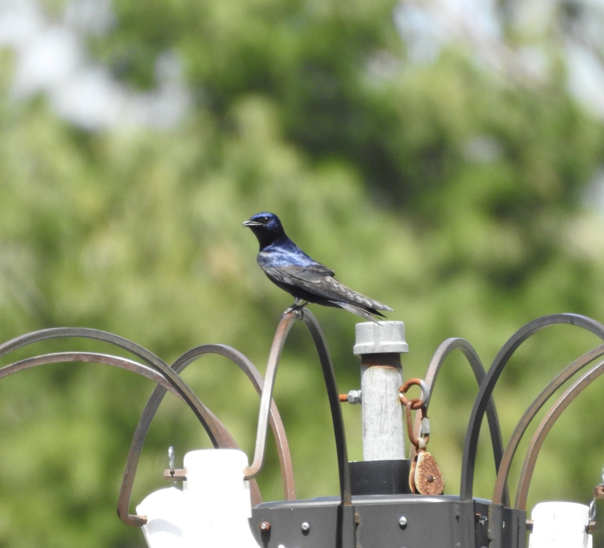 Purple Martin - Robert Mills