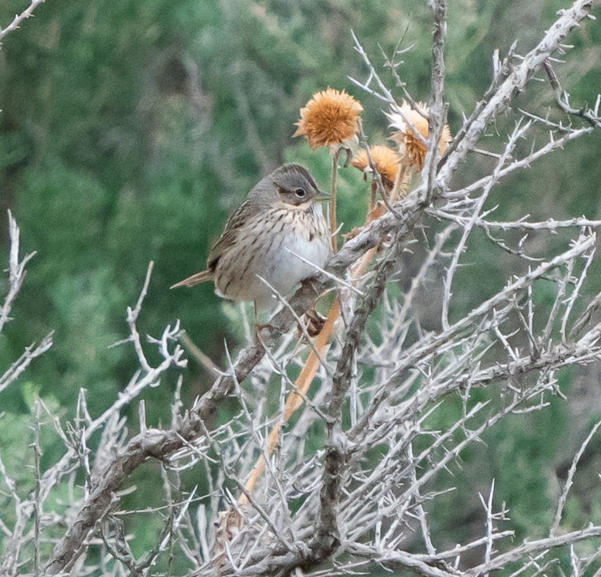 Lincoln's Sparrow - ML618186369