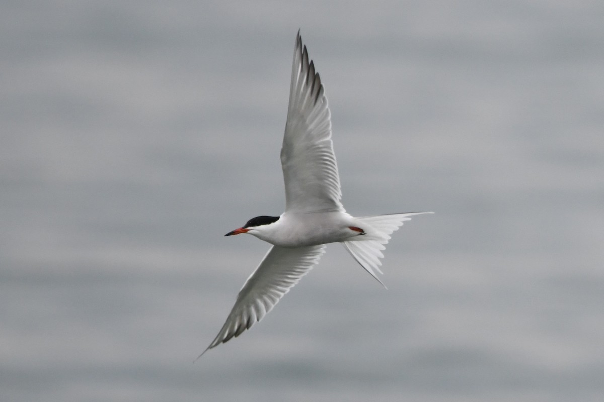 Common Tern - Donna Carter