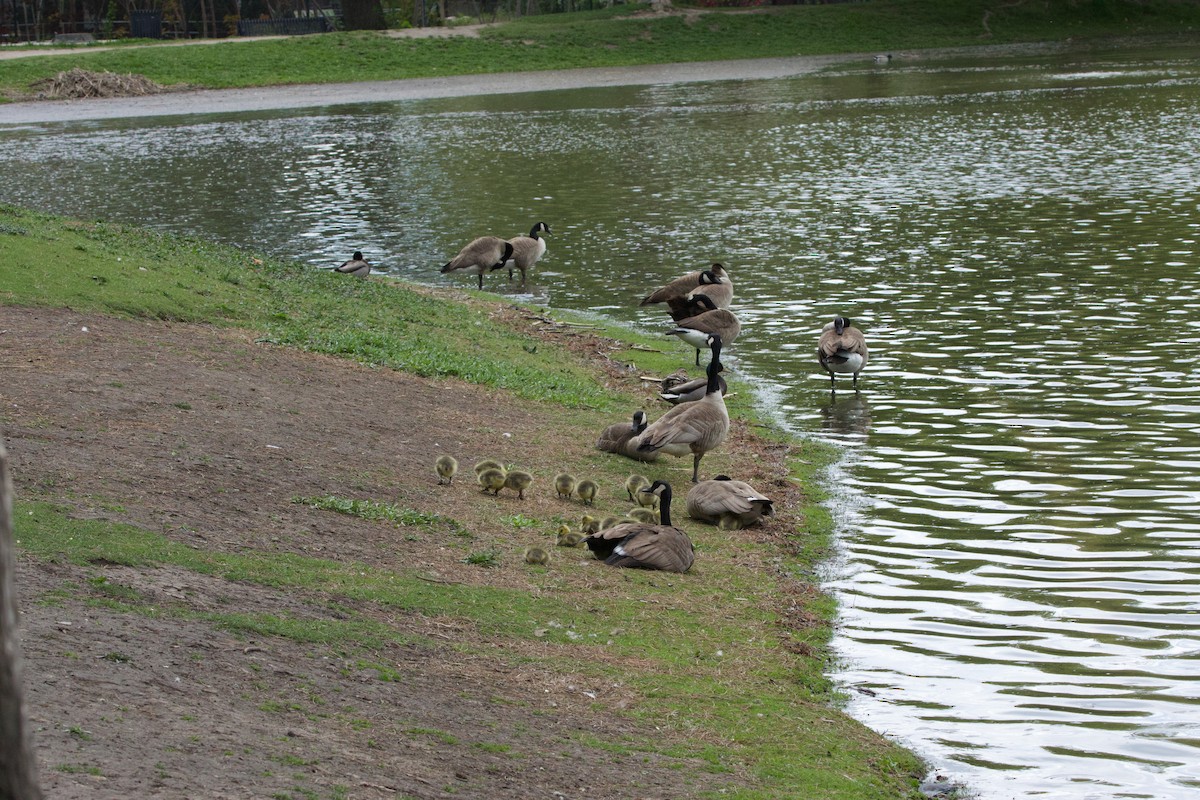 Canada Goose - Deanna McLaughlin