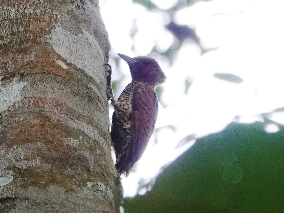 Waved Woodpecker - Barry Reed