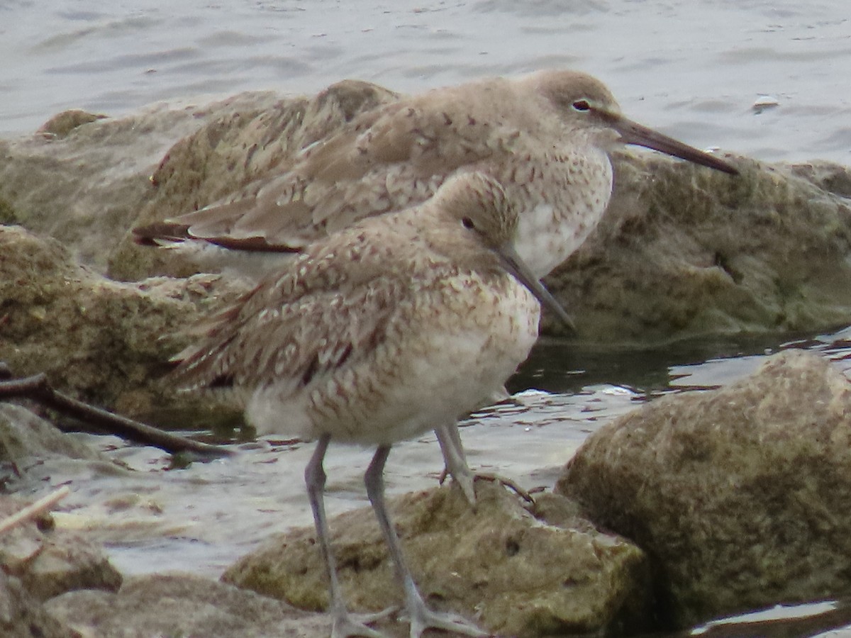 Willet - ML618186417