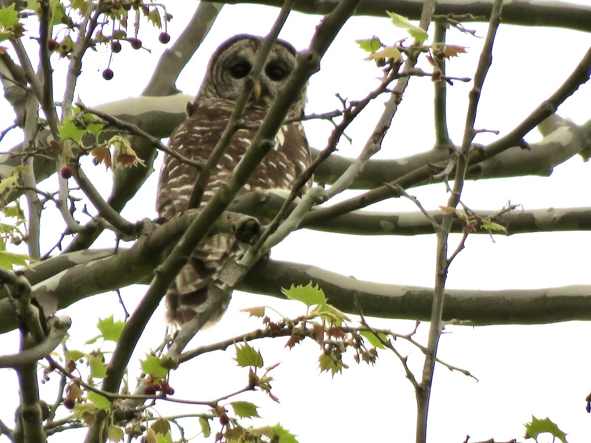 Barred Owl - George Poscover