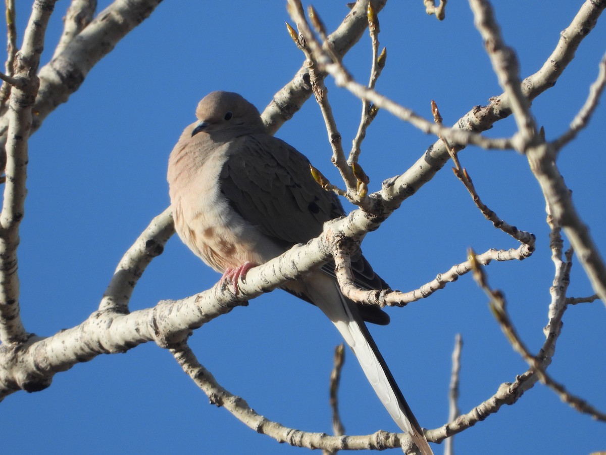 Mourning Dove - ML618186473