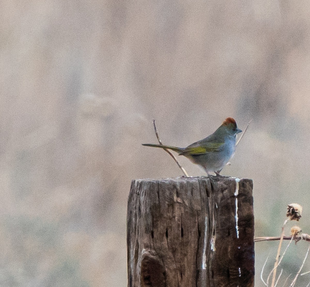 Green-tailed Towhee - ML618186483