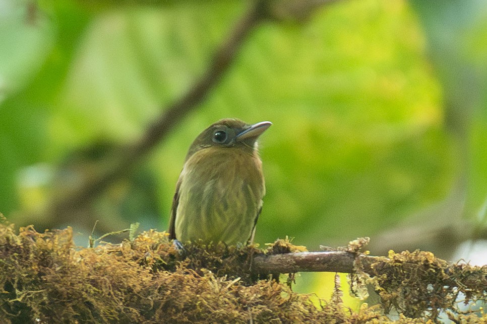 Fulvous-breasted Flatbill - ML618186485