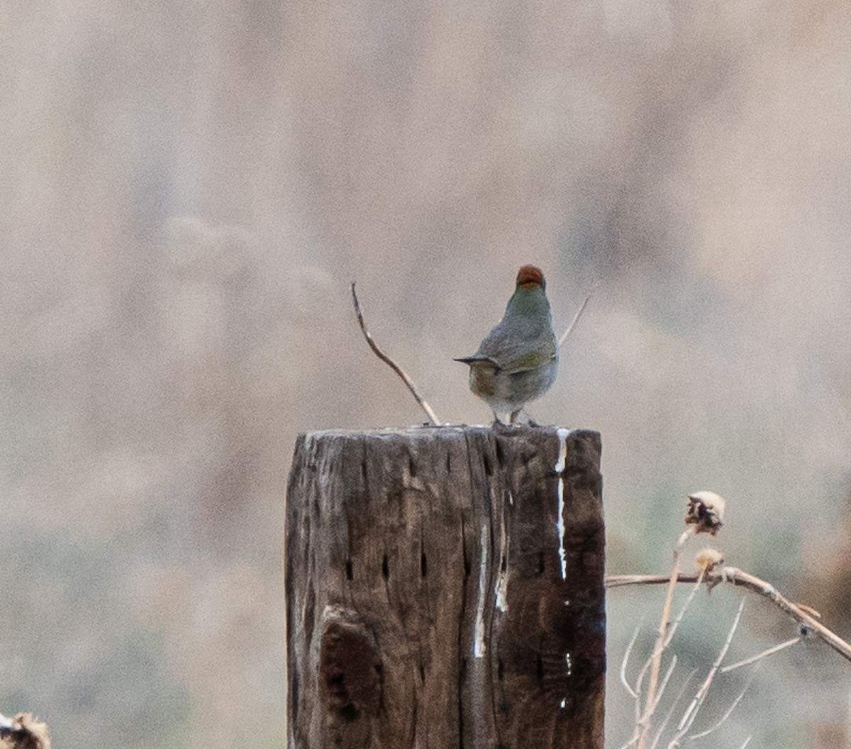 Green-tailed Towhee - ML618186487