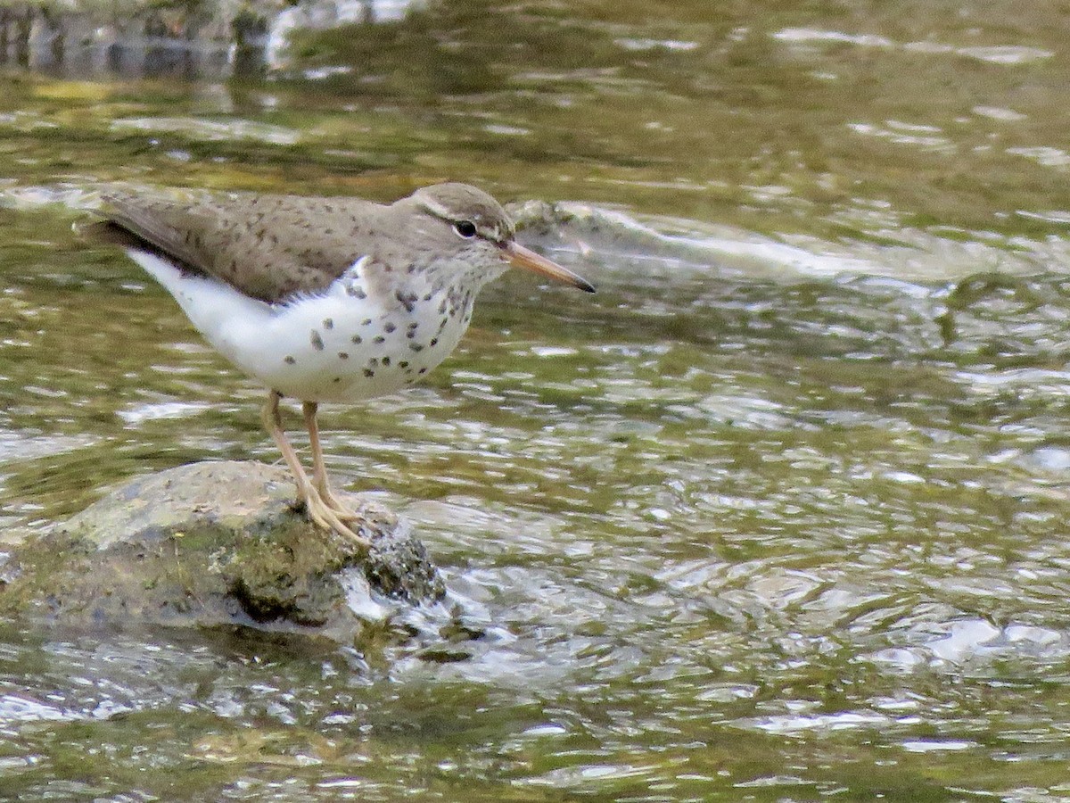 Spotted Sandpiper - George Poscover