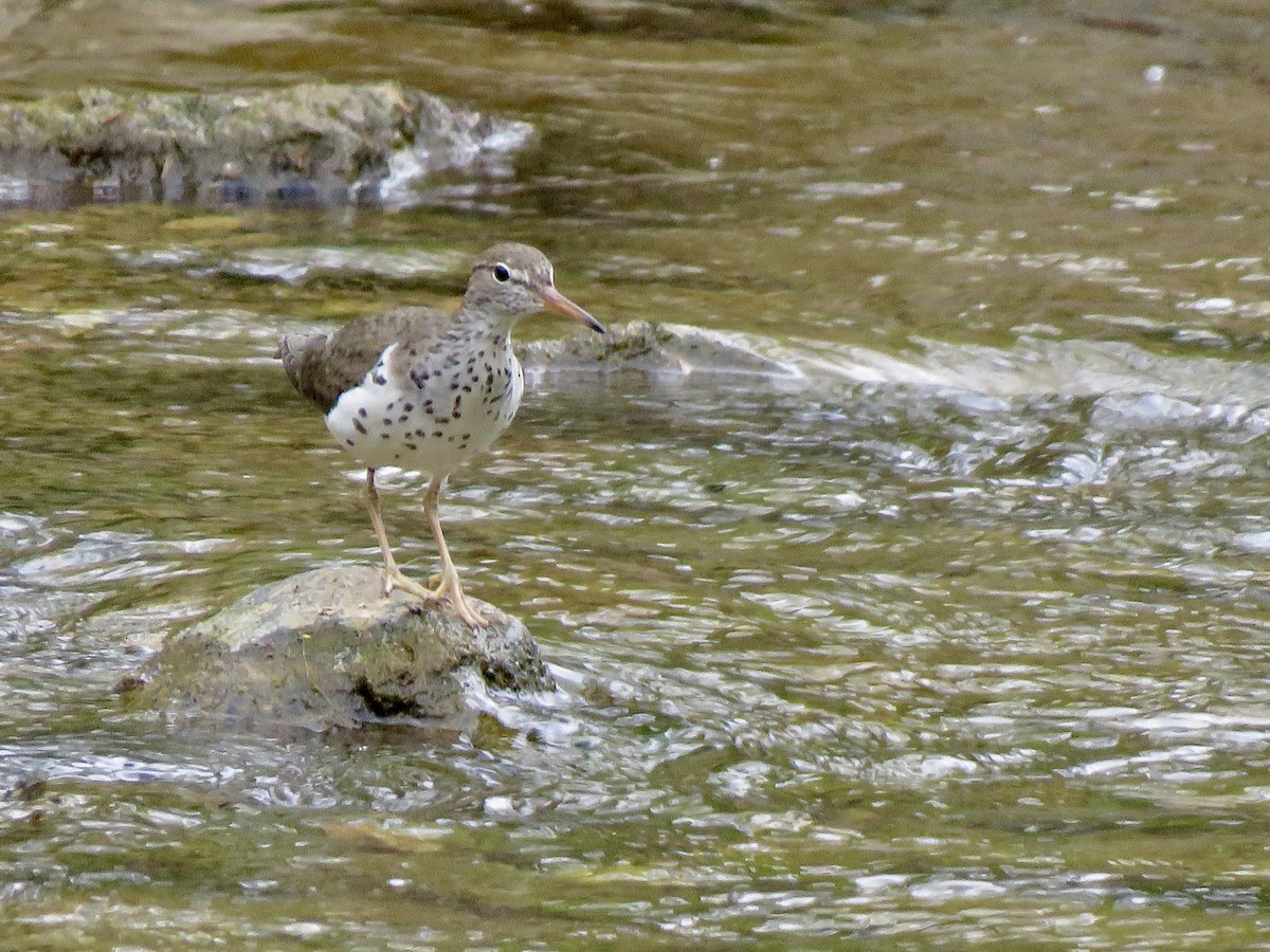 Spotted Sandpiper - George Poscover