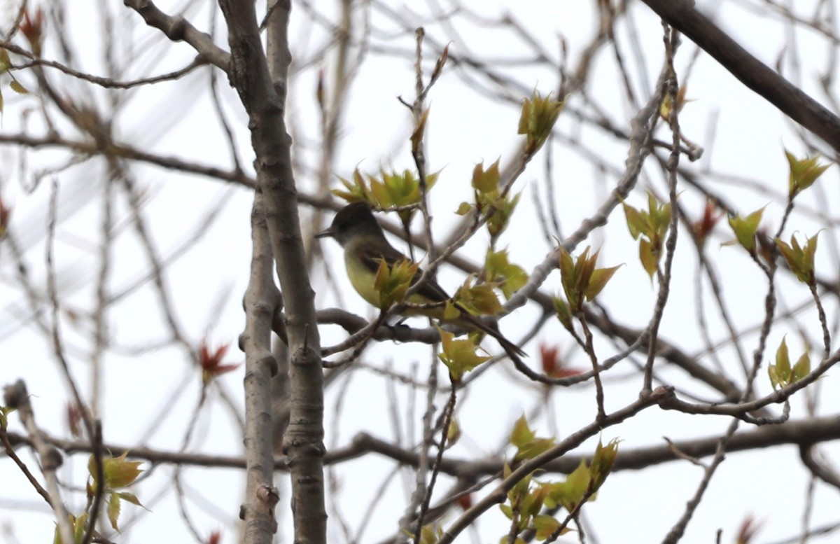 Great Crested Flycatcher - ML618186507