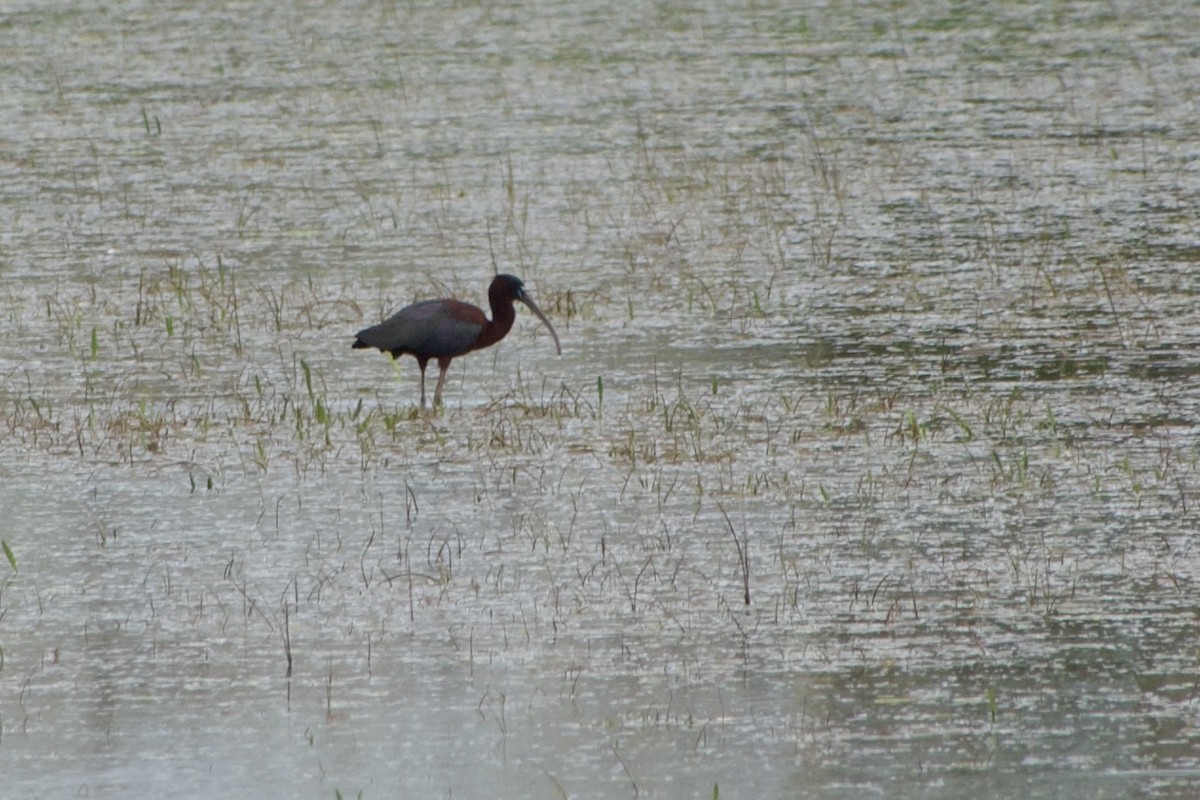 Glossy Ibis - ML618186519