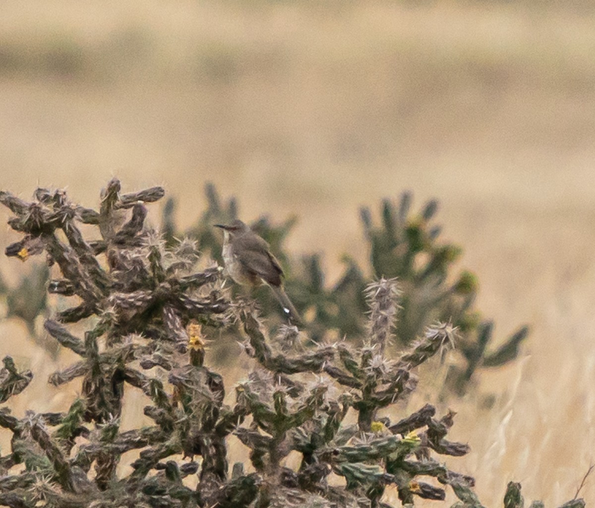 Curve-billed Thrasher - ML618186523