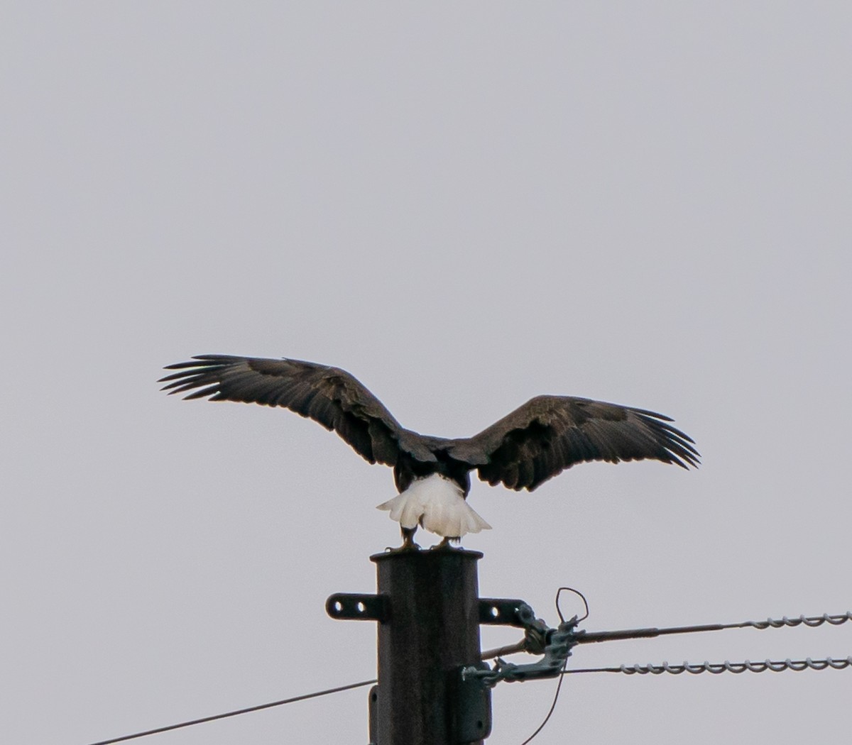Bald Eagle - ML618186554