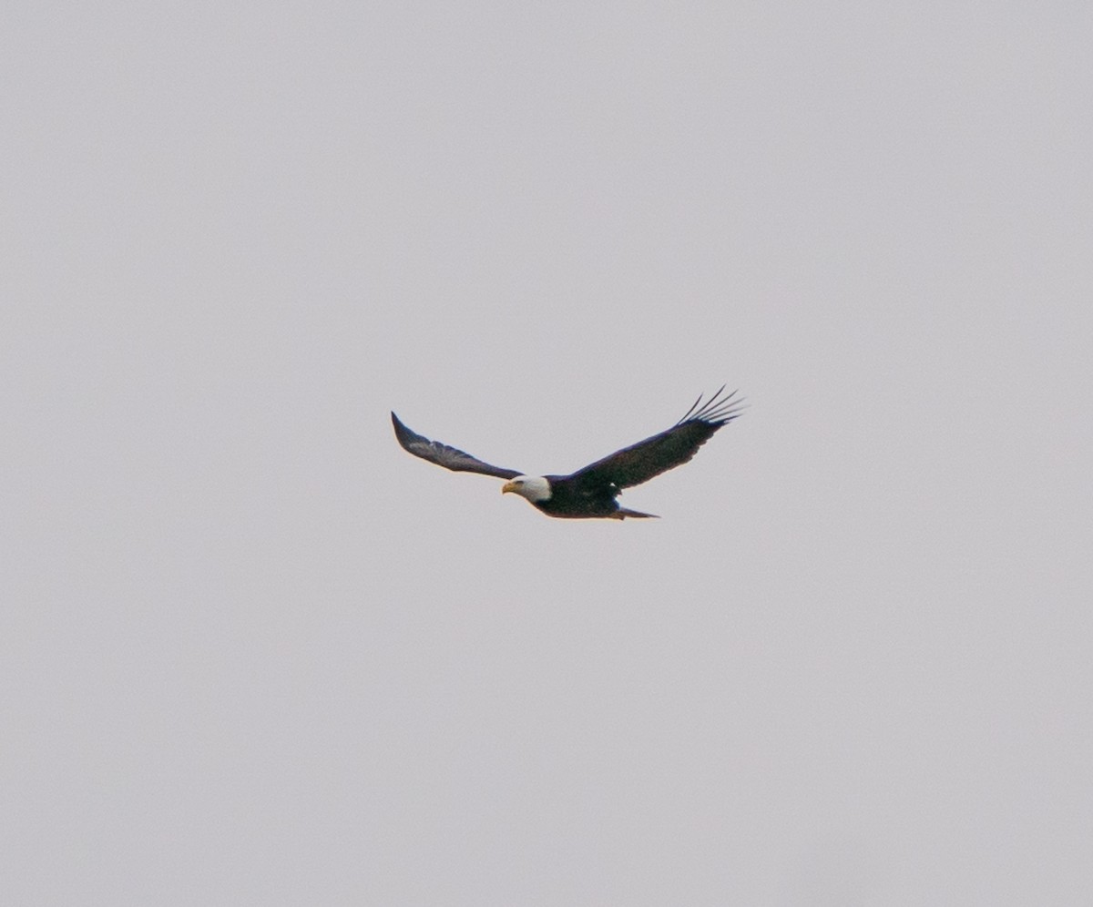 Bald Eagle - ML618186555