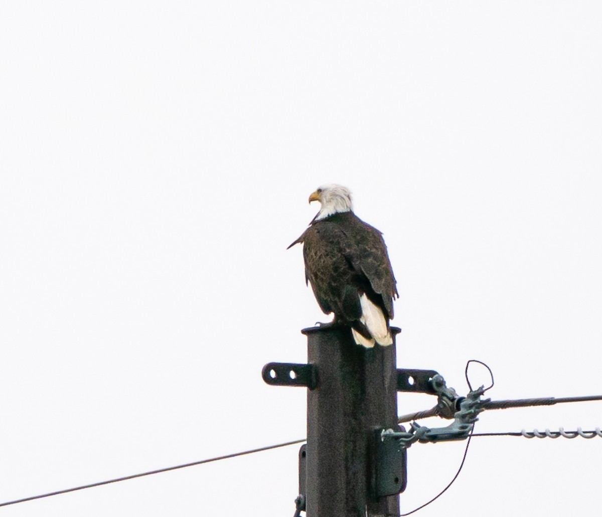 Bald Eagle - ML618186556
