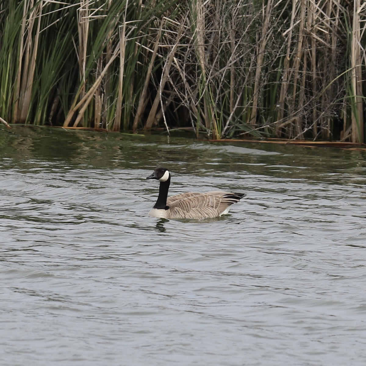 Canada Goose - ML618186561