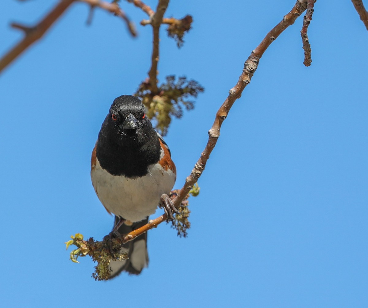 Spotted Towhee - Lynn Duncan